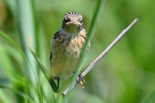 ノビタキの幼鳥の写真