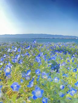 Nemophila, JPG