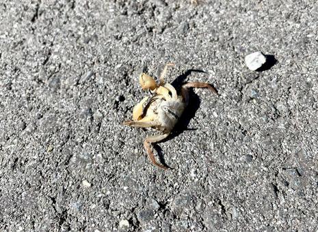 裏返ったカニ カニ,生き物,自然の写真素材