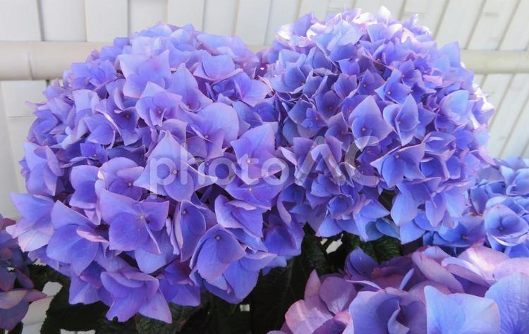 片原温泉、あじさいの里、紫陽花 あじさい,花,アジサイの写真素材