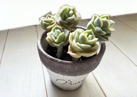 ラブリーローズ（多肉植物） ラブリーローズ,多肉,植物の写真素材