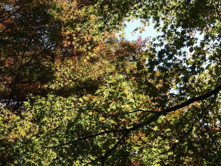 11月の風景 11月の風景の写真