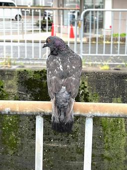 pigeon, JPG pigeon, JPG
