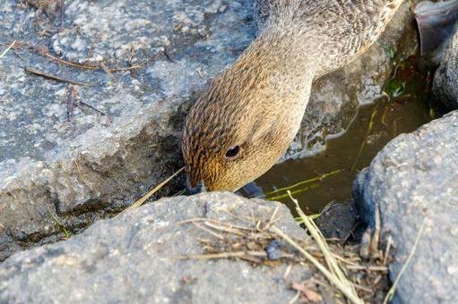 水を飲むマガモのメスの接写 水を飲むマガモのメスの接写の写真