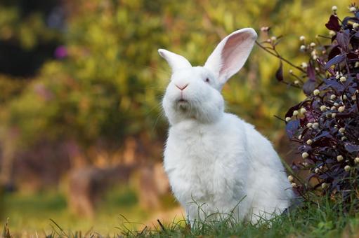 ペットのうさぎ うさぎ,ペット,干支の写真素材