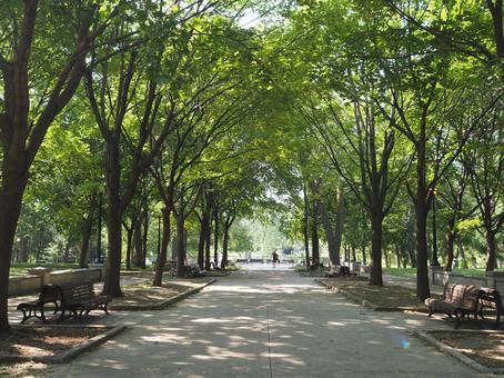 カナダモントリオール公園の木のトンネル 公園,パーク,木のトンネルの写真素材