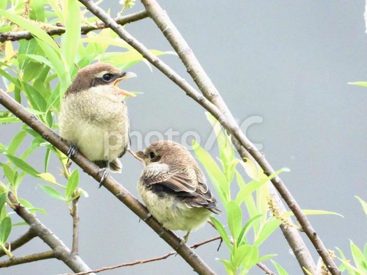 餌をねだる2羽のモズの幼鳥 鳥,野鳥,モズの写真素材