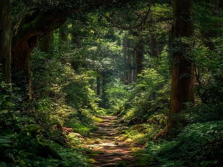 緑豊かな森の小道 緑豊かな森の小道の写真