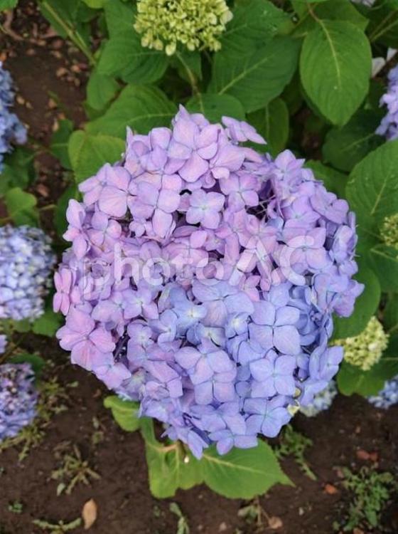 紫陽花・あじさい・アジサイ（１４） 紫陽花,あじさい,アジサイの写真素材