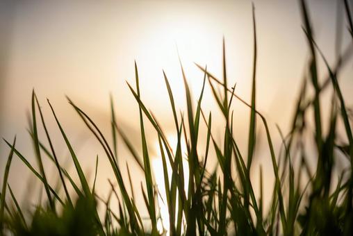 逆光に輝く草 自然,風景,草の写真素材