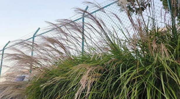 Japanese silver grass fence, JPG