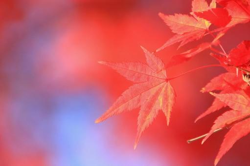紅葉 44 紅葉 44の写真