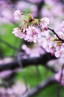 桜(河津桜・カワヅザクラ) 桜(河津桜・カワヅザクラ)の写真