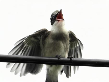 餌をねだるオナガの幼鳥の写真