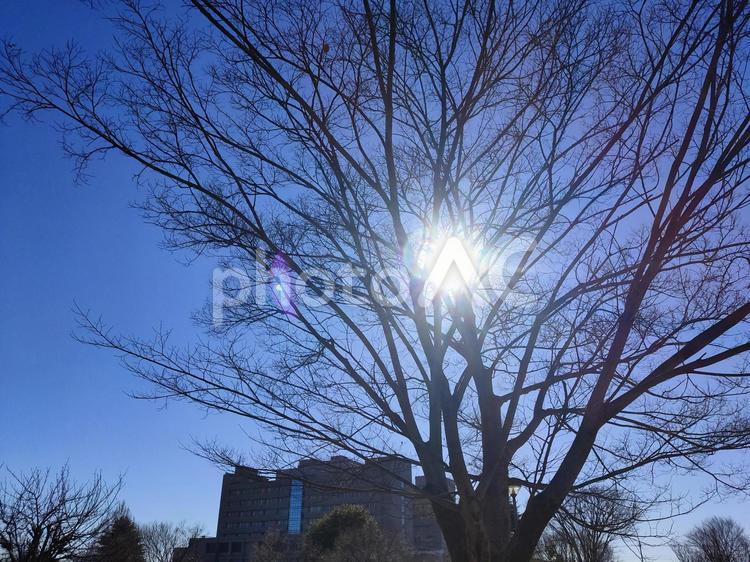 枯れ木の隙間から覗く日差し 枯れ木,枯れ枝,太陽の写真素材