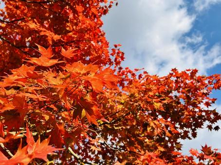 見上げた紅葉の鮮やかな色彩 もみじ,紅葉,秋の写真素材