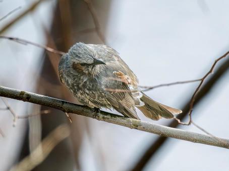枝にとまるヒヨドリ 枝にとまるヒヨドリ ヒヨドリ,野鳥,鳥の写真素材