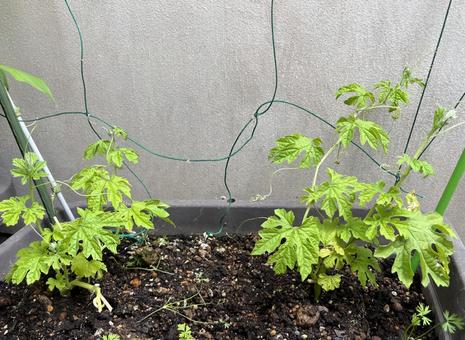 Photo, bitter gourd, vegetable seedlings, home garden, 