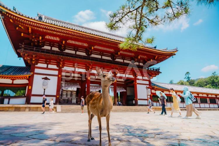 【奈良】奈良のお寺巡り 鹿 2025 奈良,お寺,2025の写真素材