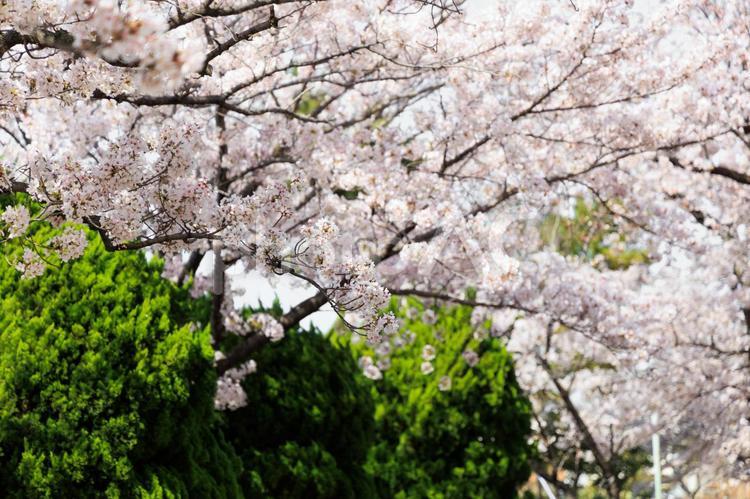 新緑と桜 桜,花,開花の写真素材