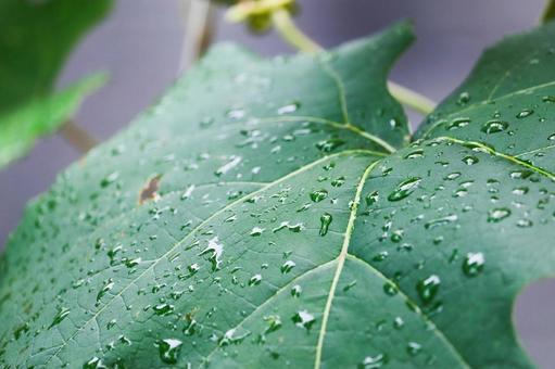 雨上がりの写真