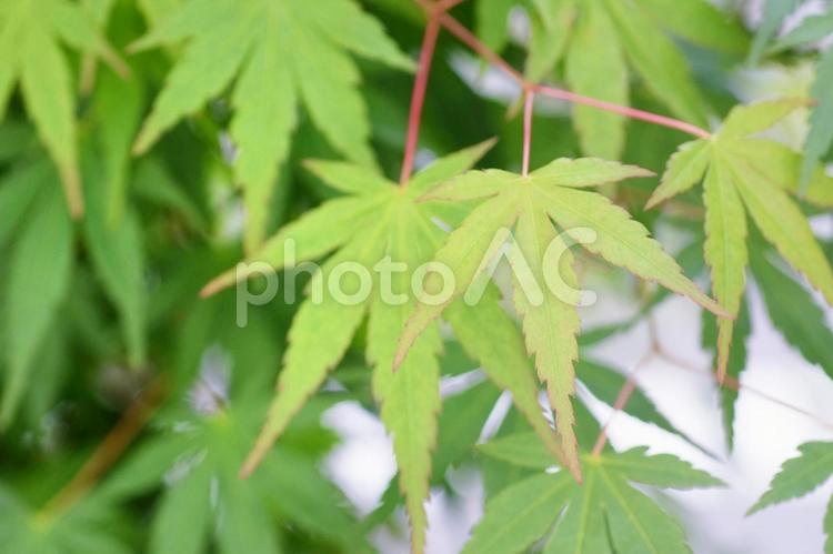 新緑の青モミジ モミジ,新緑,カエデの写真素材