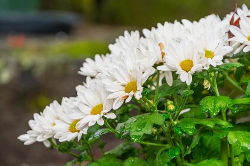 白い秋菊の花束 白い秋菊の花束 菊,白,花の写真素材