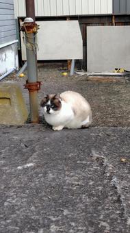 野良猫ちゃん 野良猫,ねこ,catの写真素材
