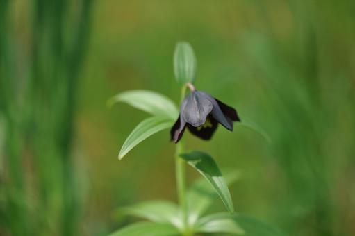 クロユリ クロユリ クロユリ,多年草,球根植物の写真素材
