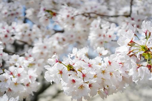 満開の桜の花3 桜,さくら,ソメイヨシノの写真素材