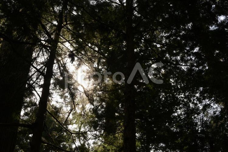 木漏れ日 木漏れ日,木,森林の写真素材