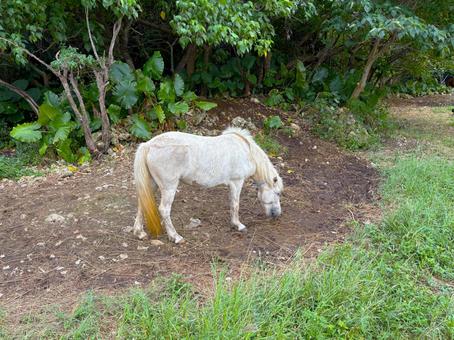 野生の白馬2 野生の白馬2 馬,ポニー,白馬の写真素材