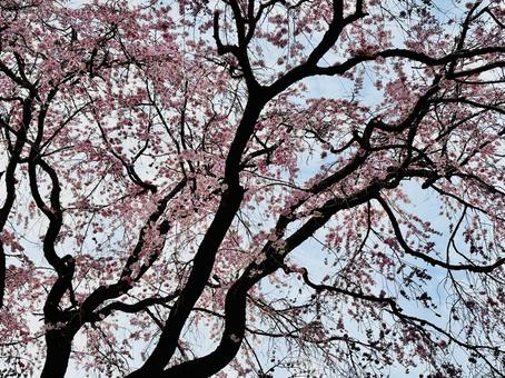 桜の木を見上げる 桜の木を見上げるの写真