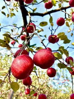 林檎 りんご,林檎,収穫の写真素材