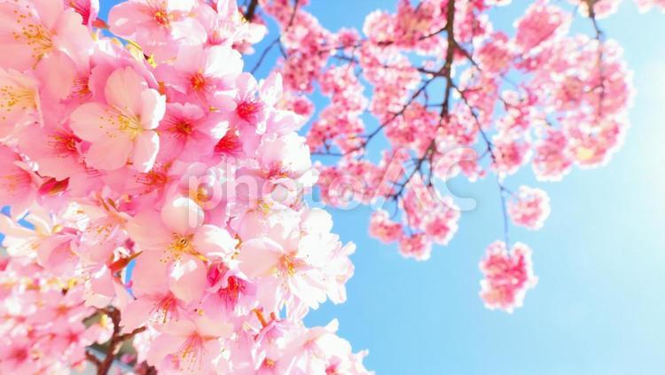 満開の桜と青空 桜,満開,青空の写真素材