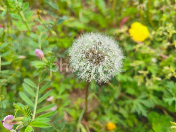 たんぽぽの綿毛 たんぽぽの綿毛,たんぽぽ,綿毛の写真素材