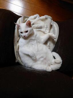 猫 ペット,cat,猫の写真素材