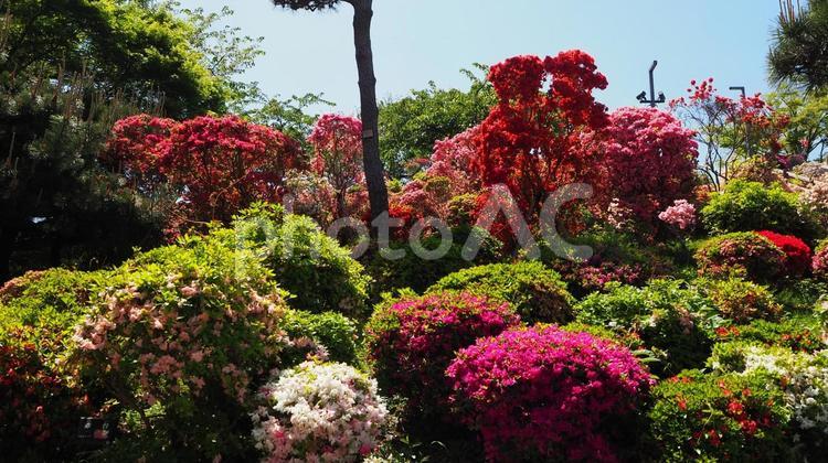 春のなぎさ公園・ツツジ＆新緑（江戸川区） 春,ツツジ,花の写真素材