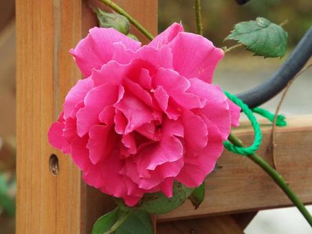 花壇の花 花壇,花,綺麗の写真素材