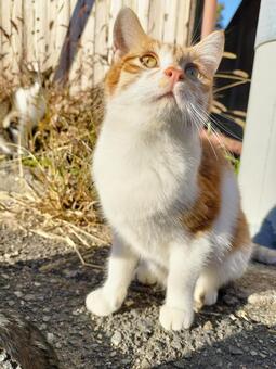 茶白猫 猫,野良猫,茶白猫の写真素材