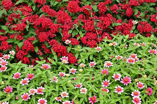 秋の山下公園花壇 秋の山下公園花壇の写真