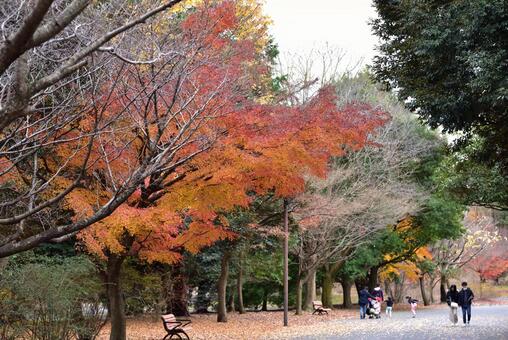 紅葉 紅葉の写真