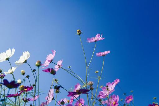 Autumn cherry blossoms, JPG