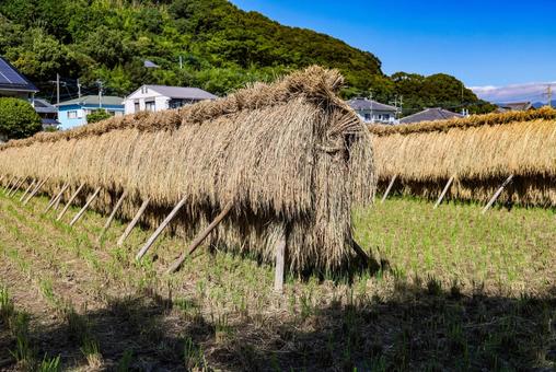 稲穂 はざがけ 稲穂 はざがけ 稲,天日干し,乾燥の写真素材