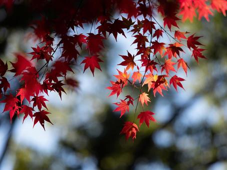 Autumn leaves of Shigisan, JPG Autumn leaves of Shigisan, JPG