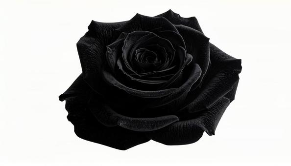 黒薔薇のクローズアップ(背景透過) 黒薔薇のクローズアップ(背景透過)の写真