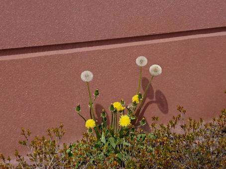 たんぽぽの綿毛 たんぽぽの綿毛 綿毛,たんぽぽ,ほわほわの写真素材