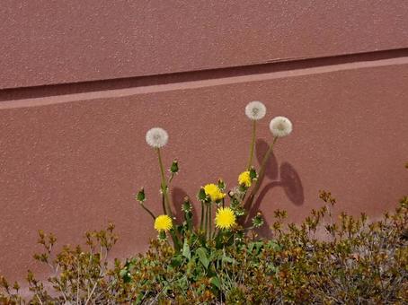 たんぽぽの綿毛 綿毛,たんぽぽ,ほわほわの写真素材