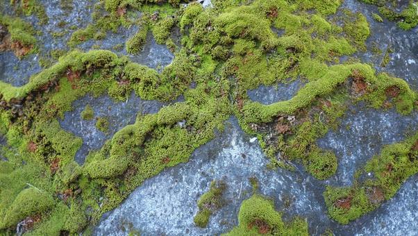 苔-1 苔,コケ,植物の写真素材