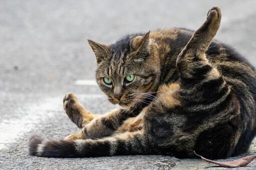 猫(306) 猫,食肉目,ネコ科の写真素材